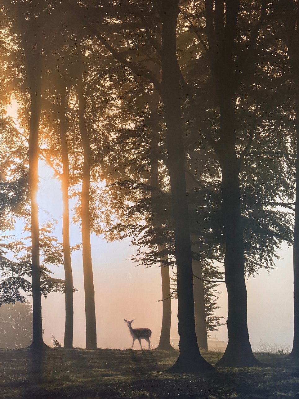 Fotobehang van een beukenbos bij zonsopkomst, Woonkamer